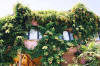 polonezkoy_maison02.jpg (47348 octets)
