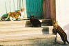 chat003.jpg (30938 octets)