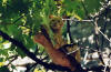 chat23.jpg (53230 octets)