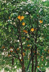 galataoranges2.jpg (54018 octets)