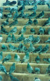 pigeons.jpg (51413 octets)